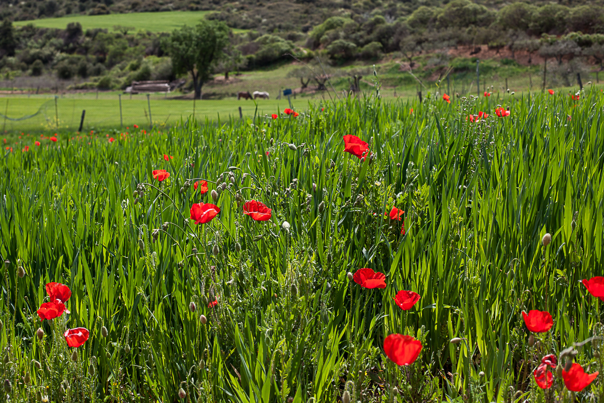 Red Popies