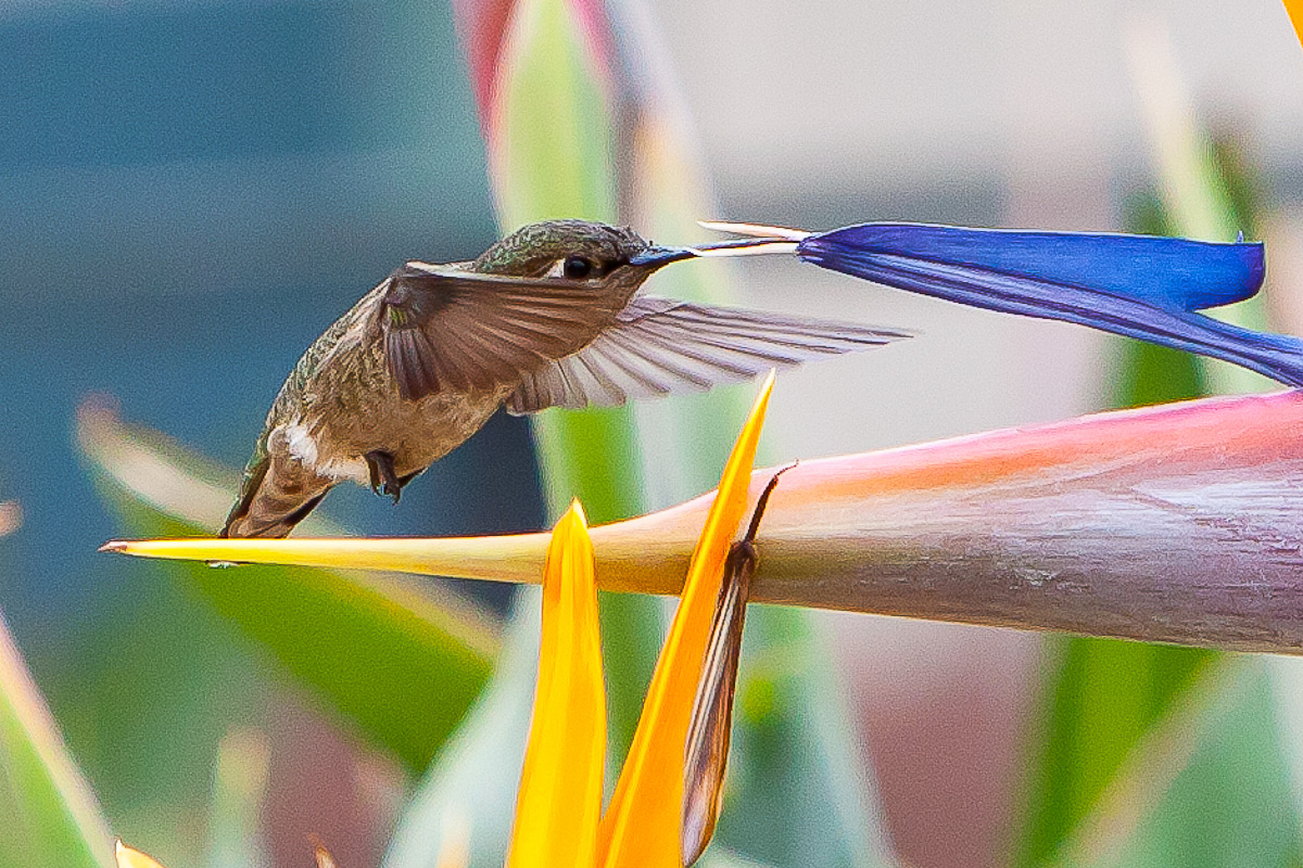 hummers_eyes.jpg