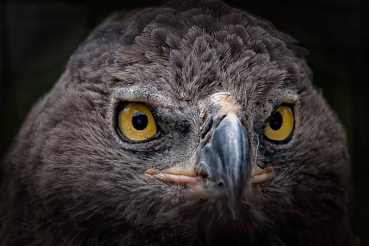 owl_eyes.jpg