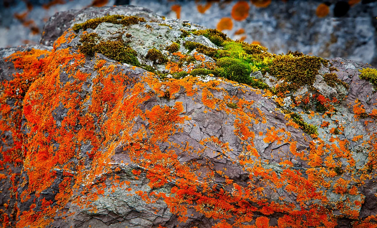 Nature's Palette: Colorful Lichen Landscapes on Rocks