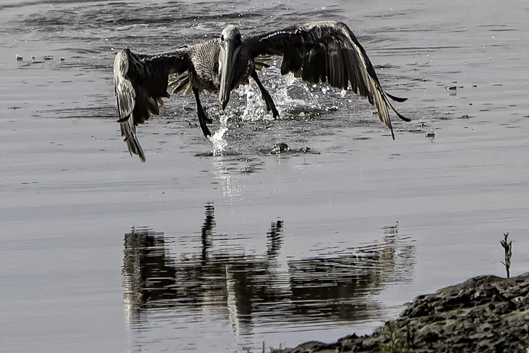 Bolsa Chica Gallery