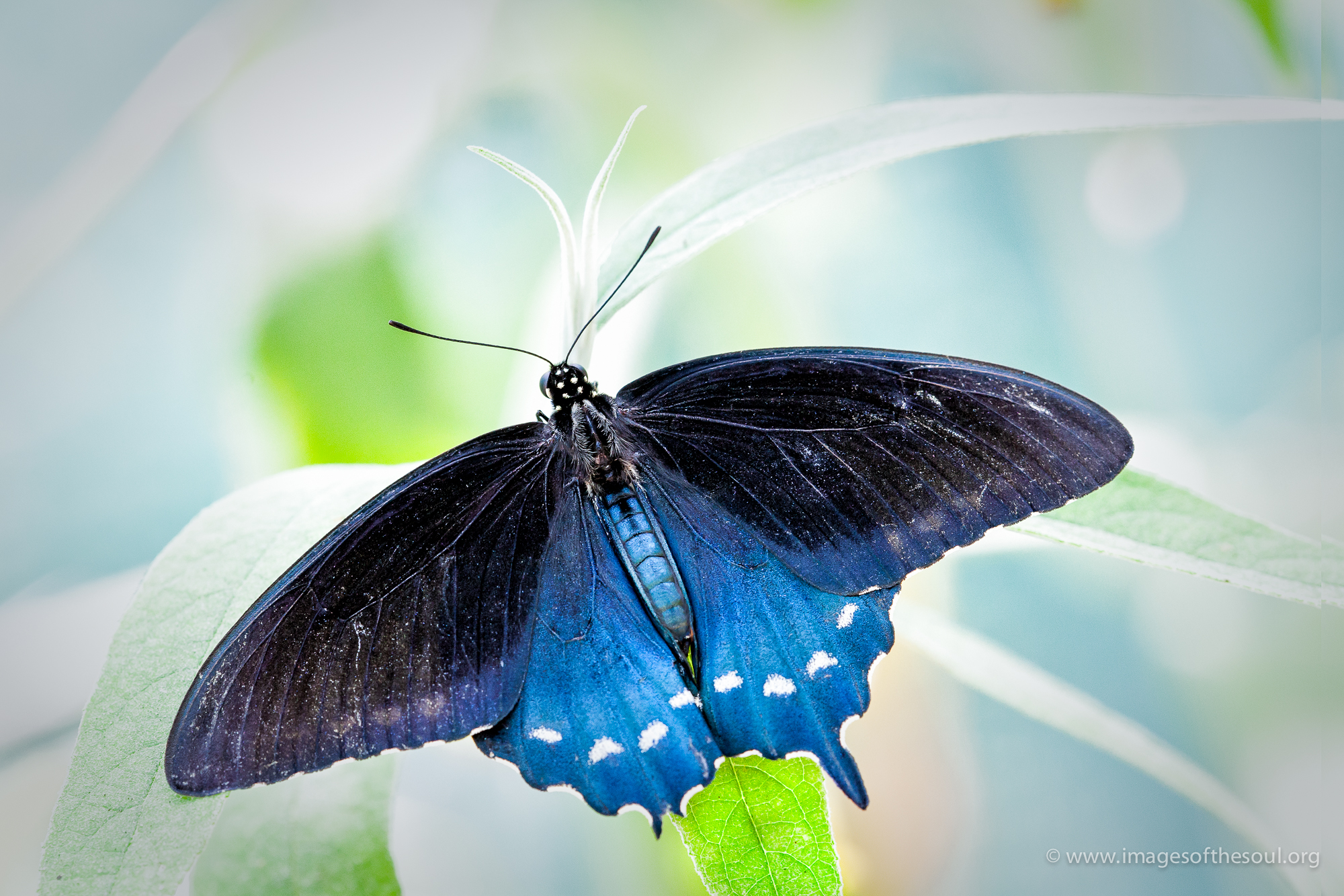 cold blue