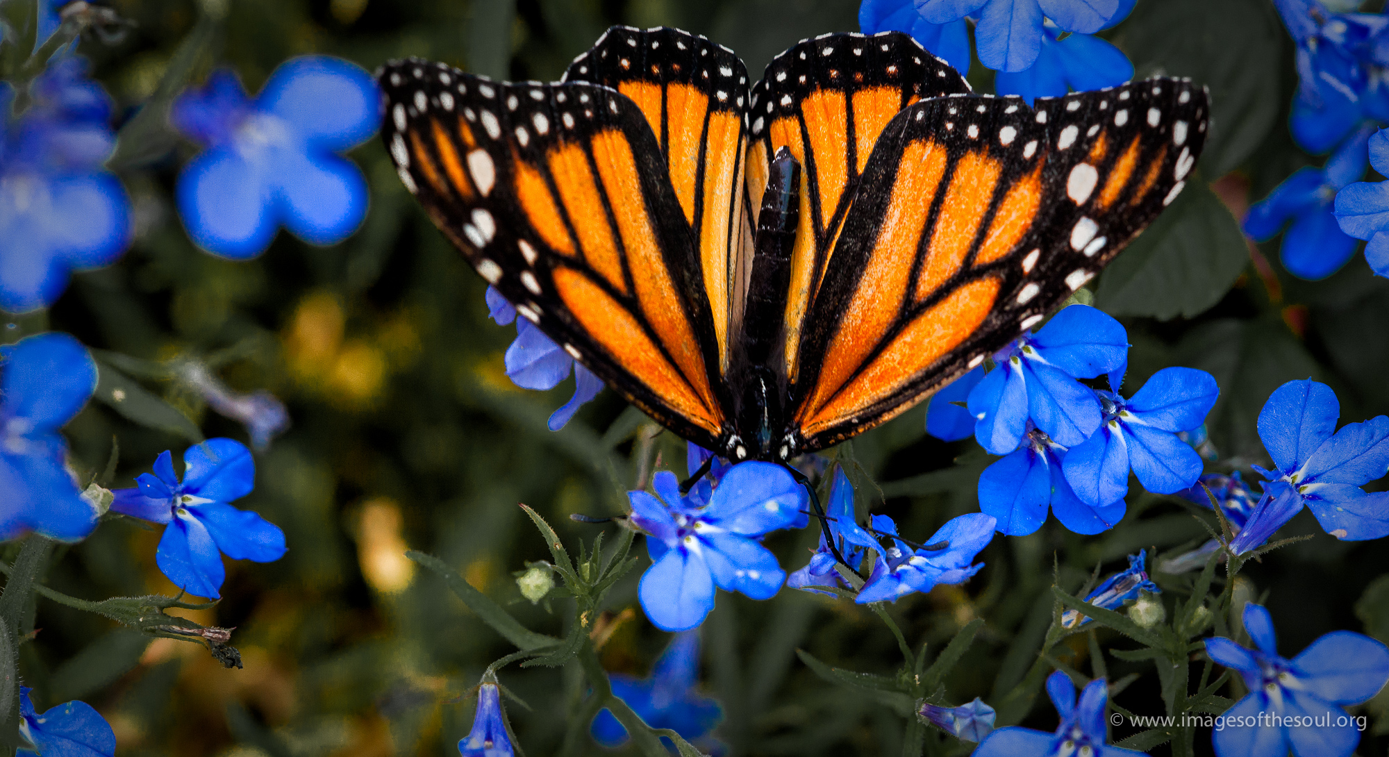 orange blue