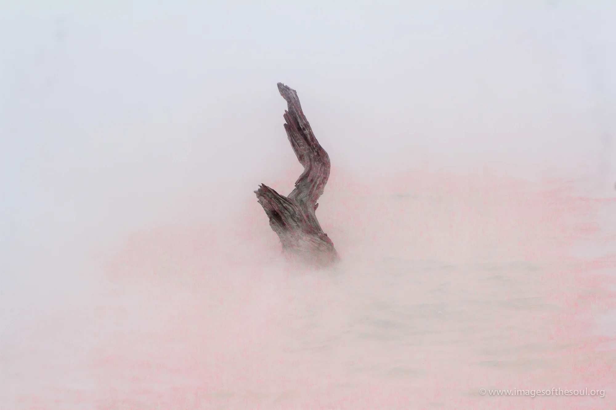 Winter's Echo: A Solitary Stump Amidst the Snow, Veiled in Misty Silence