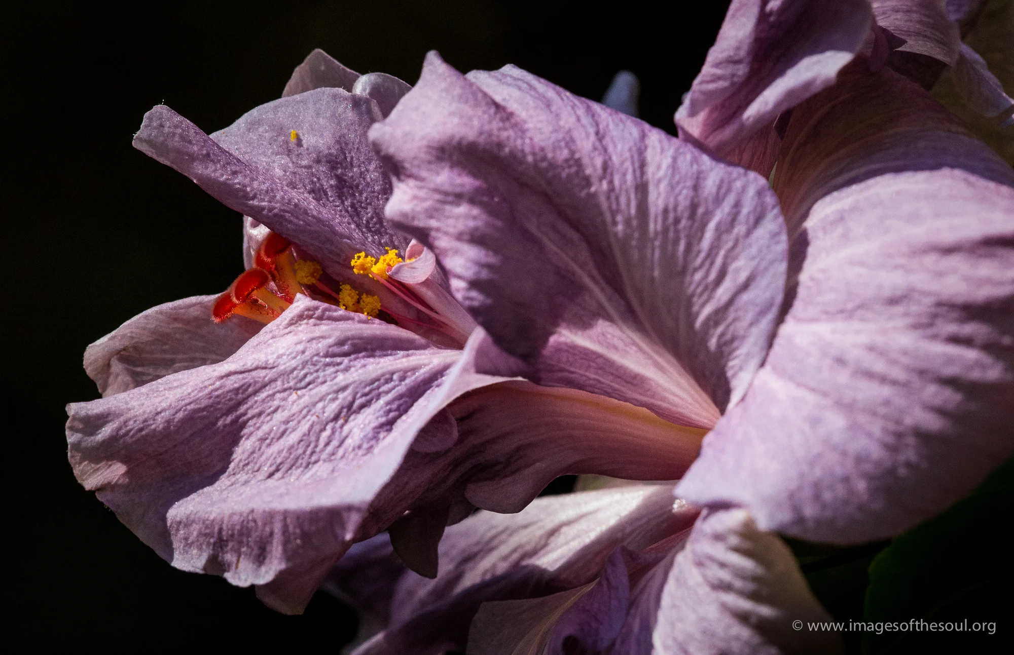 purple exotic