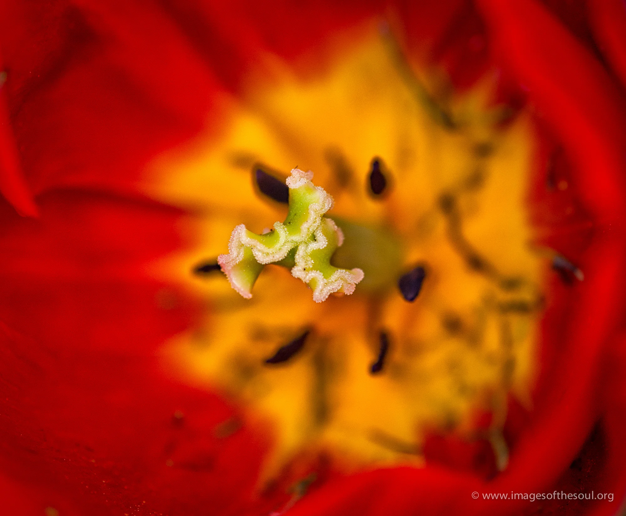 flower gallery