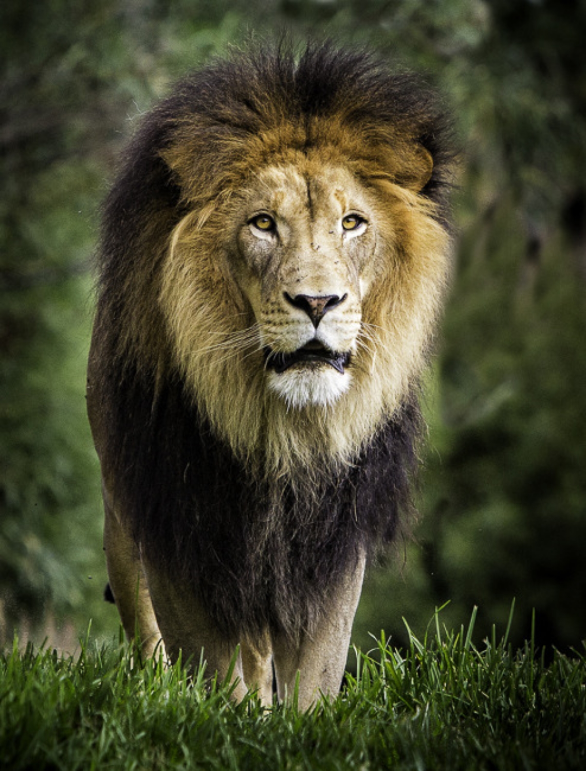 Proud Lion