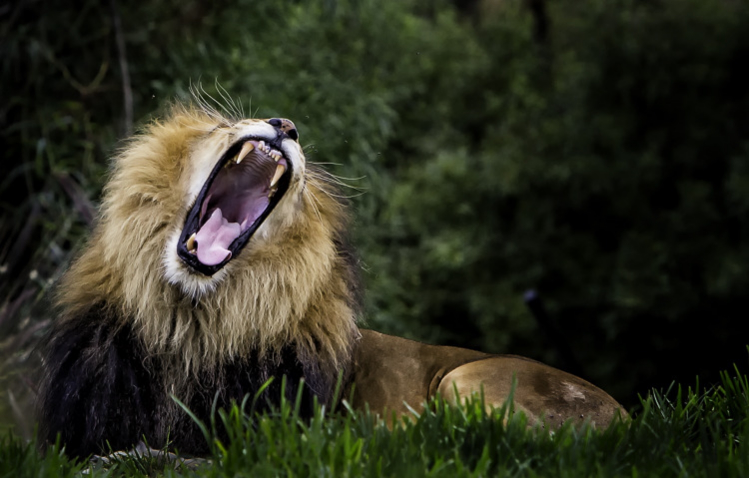 Big Yawn