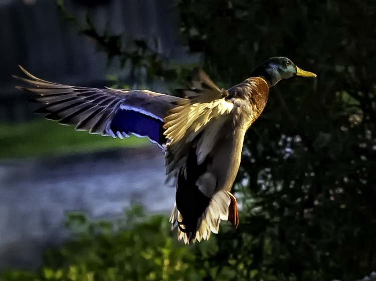 Mallard Landing