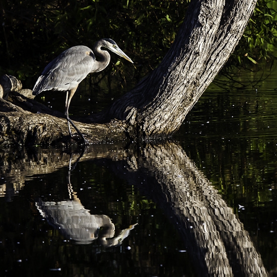 Reflections