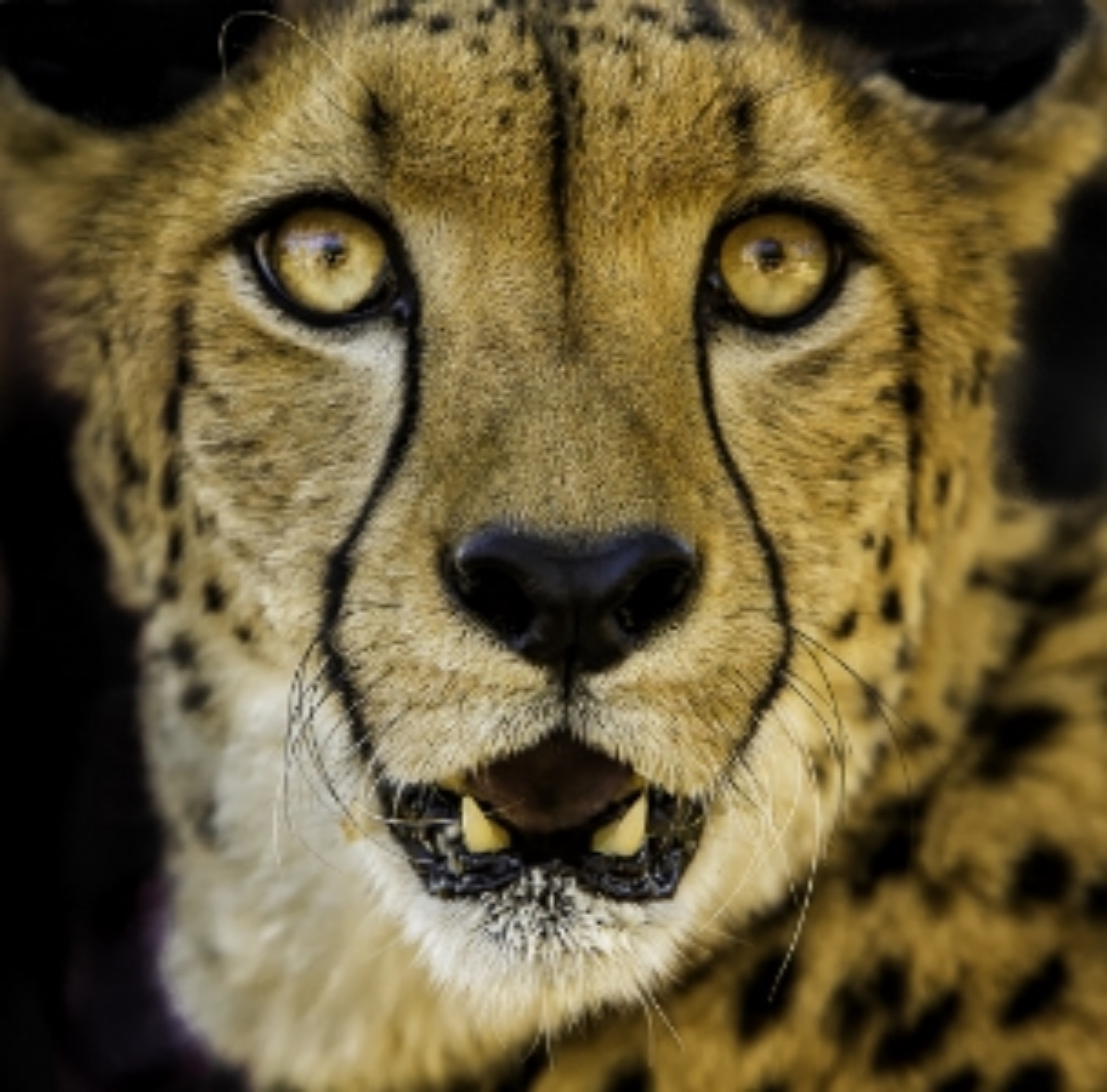 Cheetah Portrait