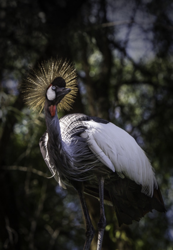 African Crown Crane