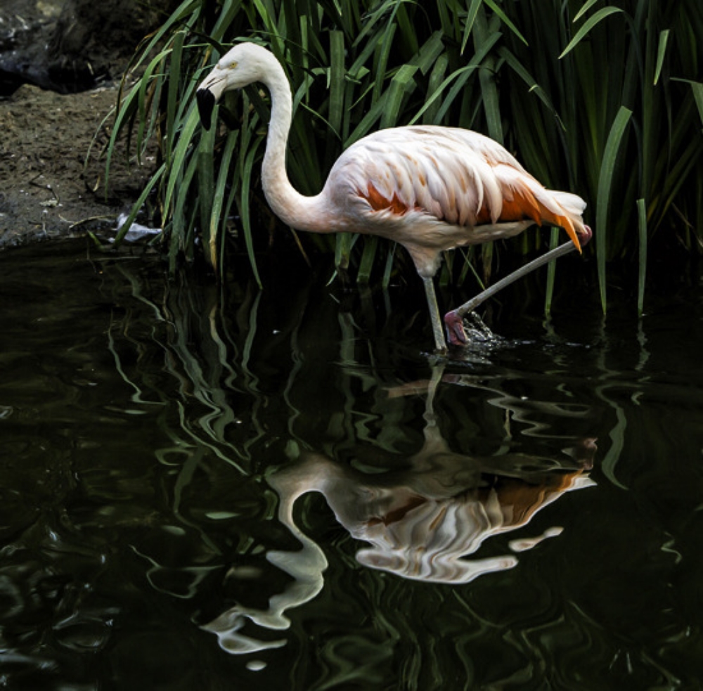 Flamingo Reflection