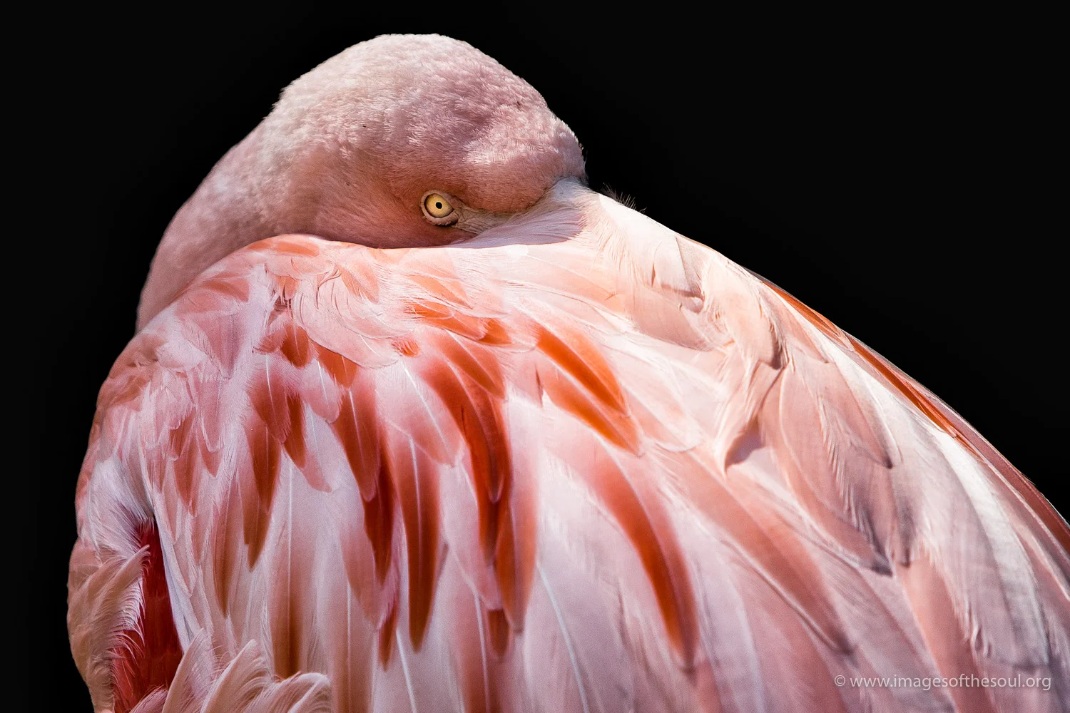 bashful flamingo