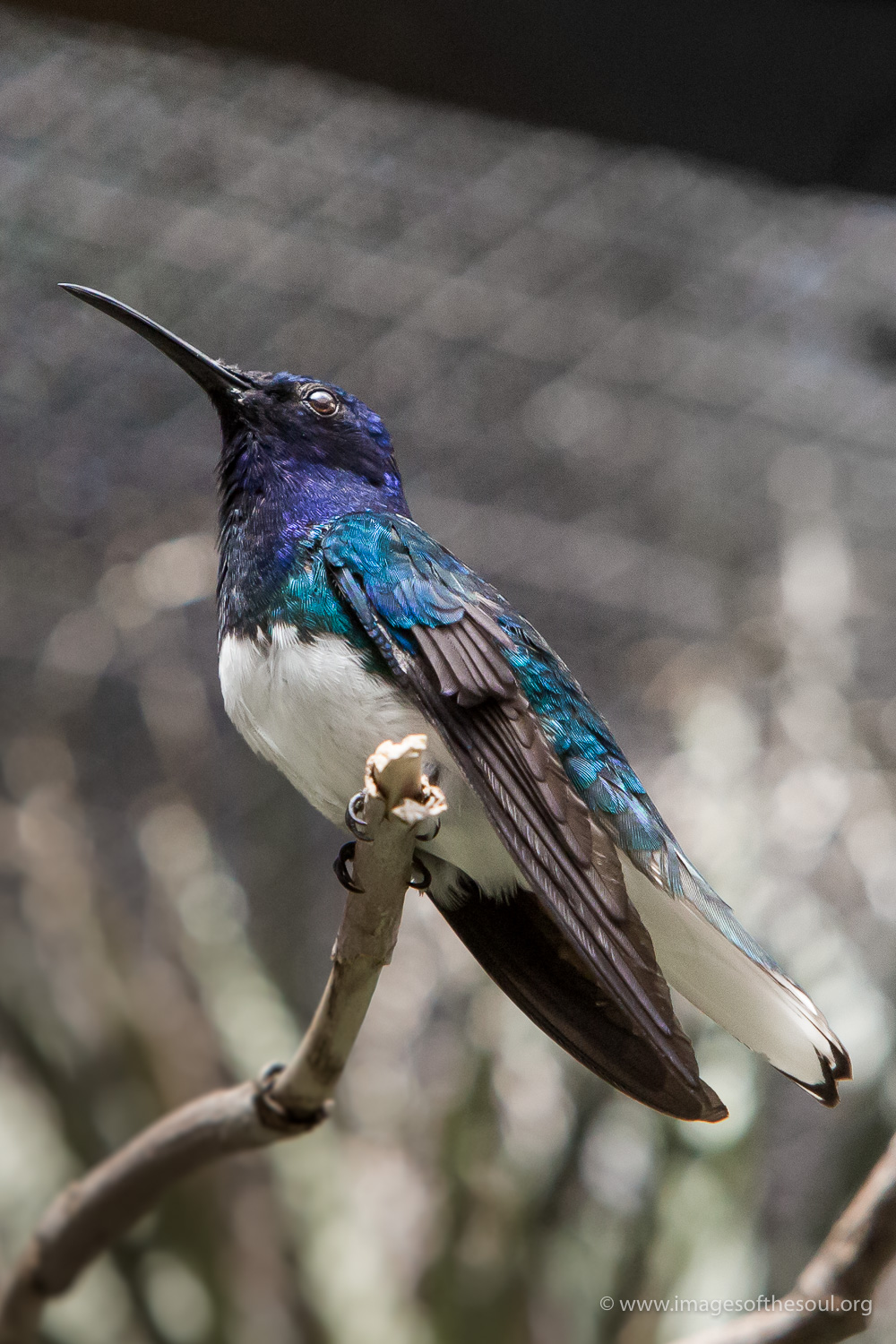 white_necked_jacobin.jpg