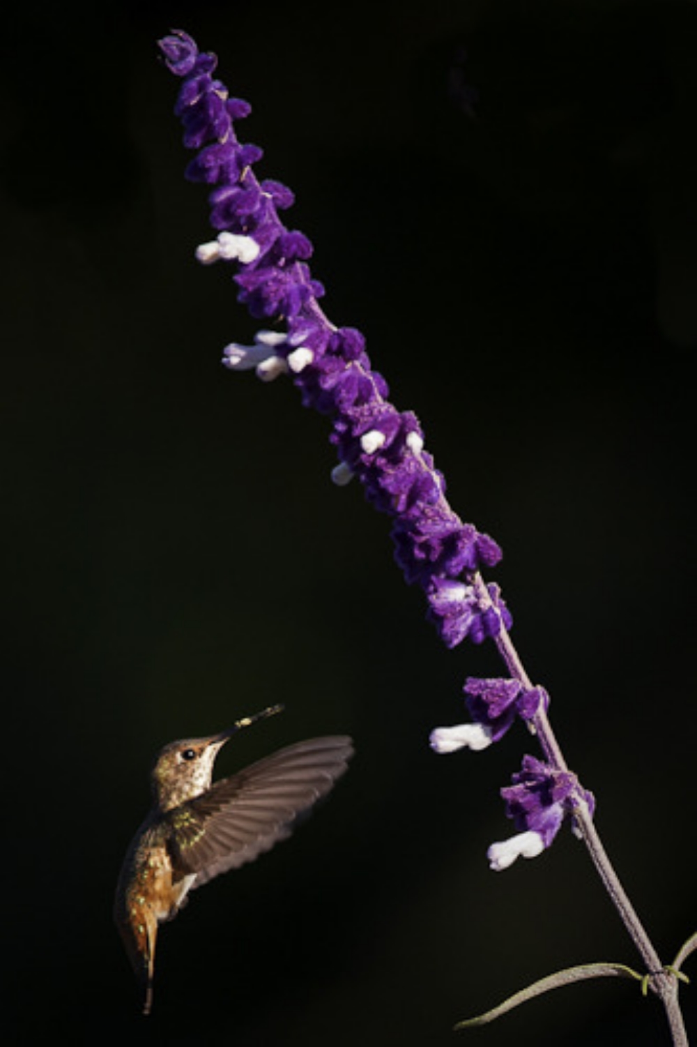 Purple Passion