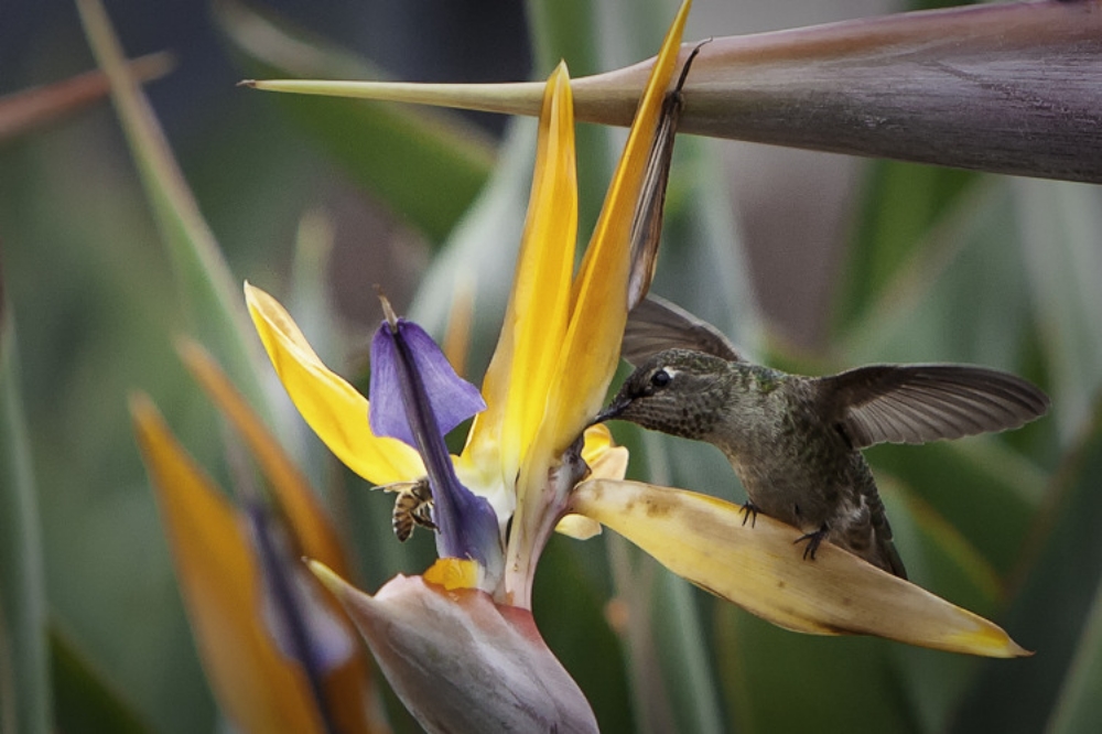 Bird and Bee