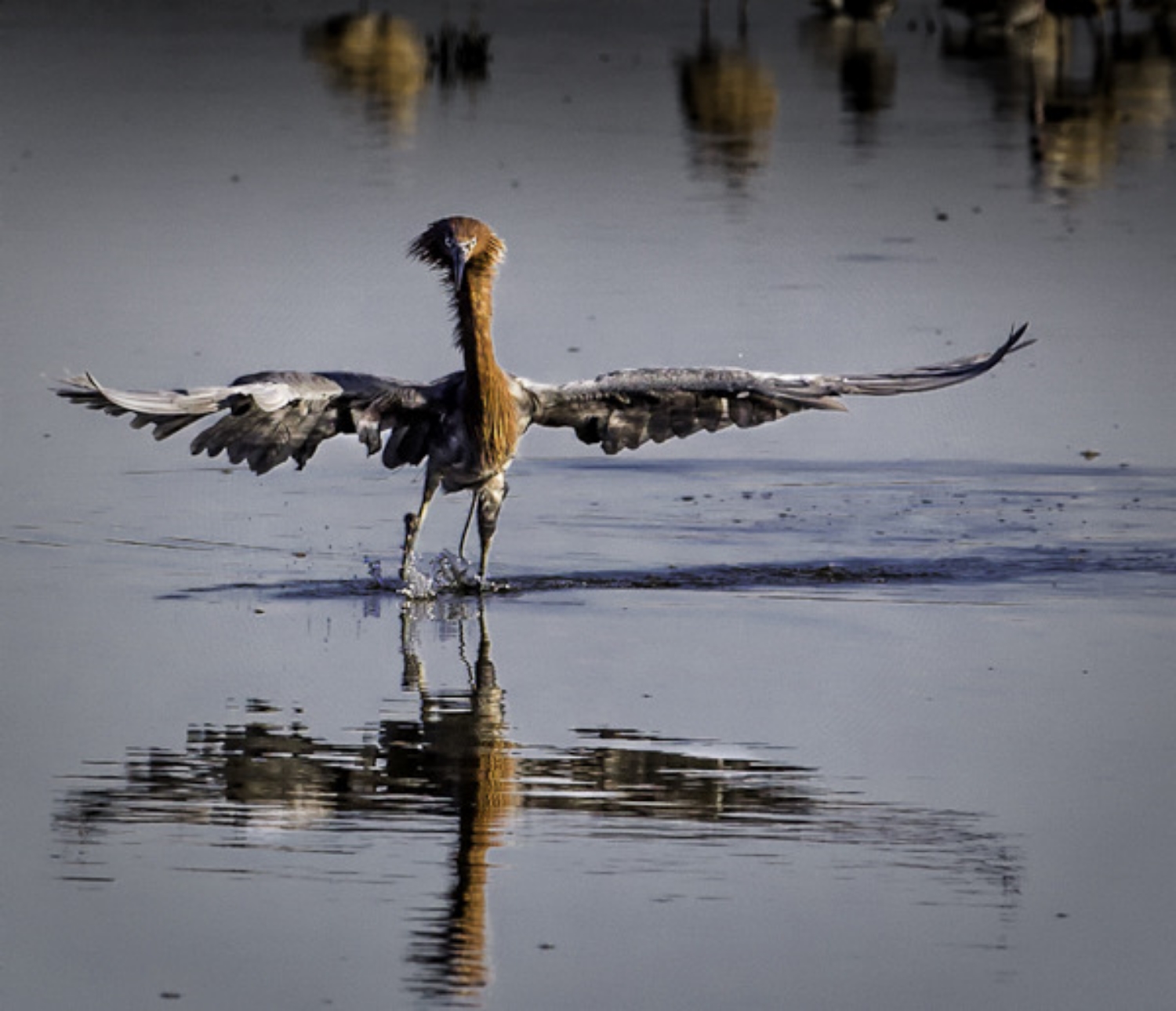 Reddish Egret
