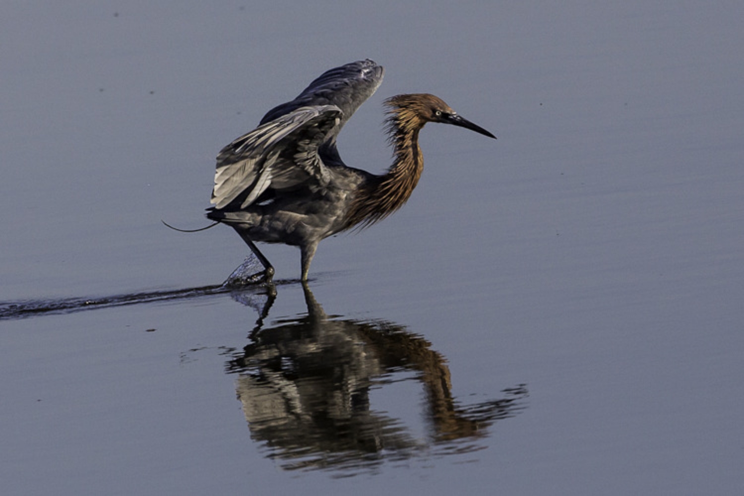 Reddish Egret II