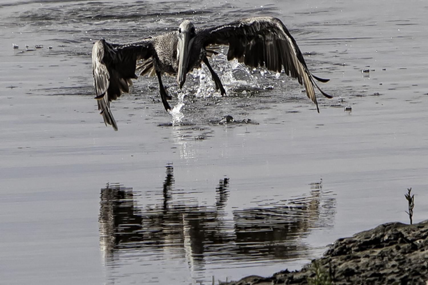 Pelican Landing