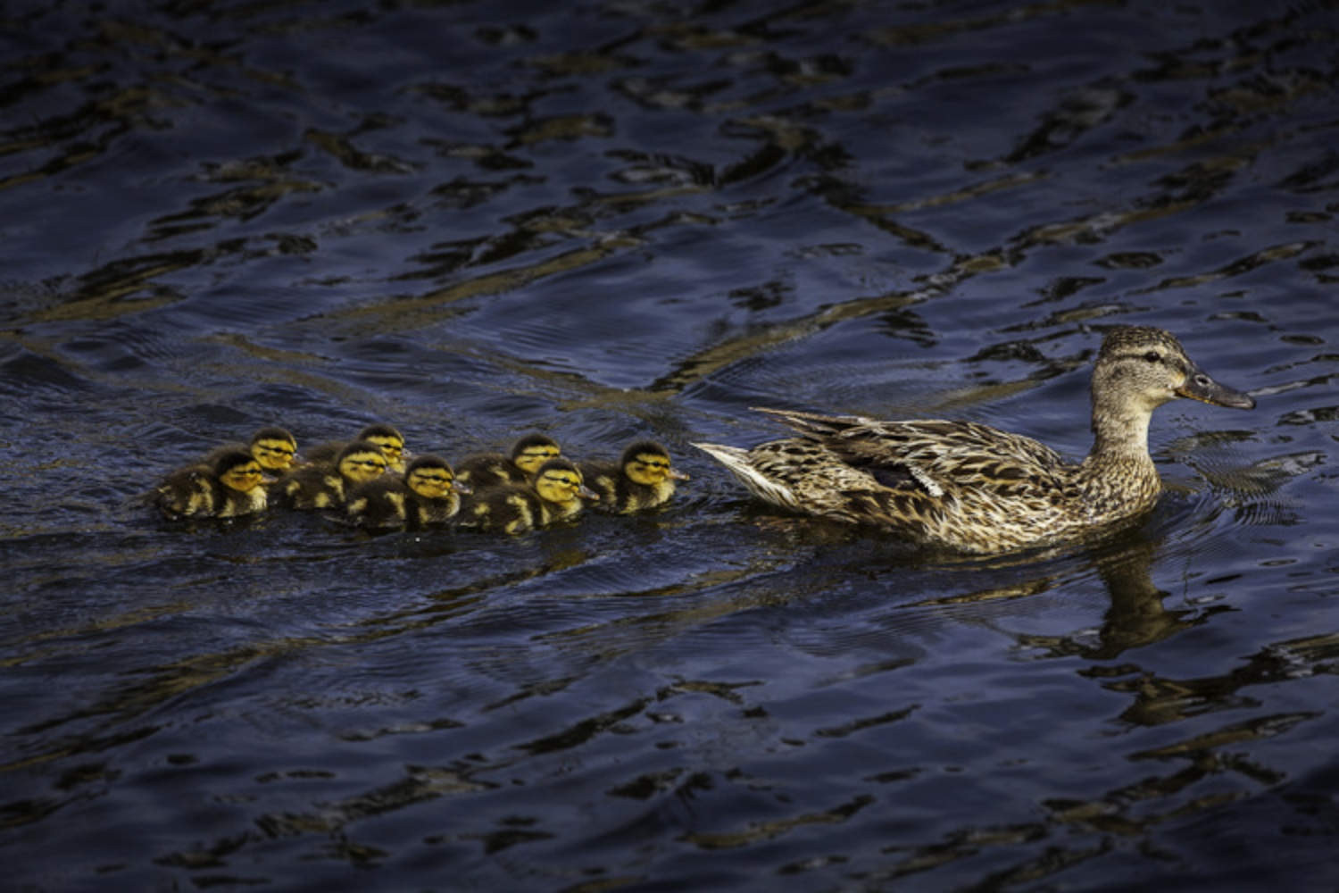 Duck Family
