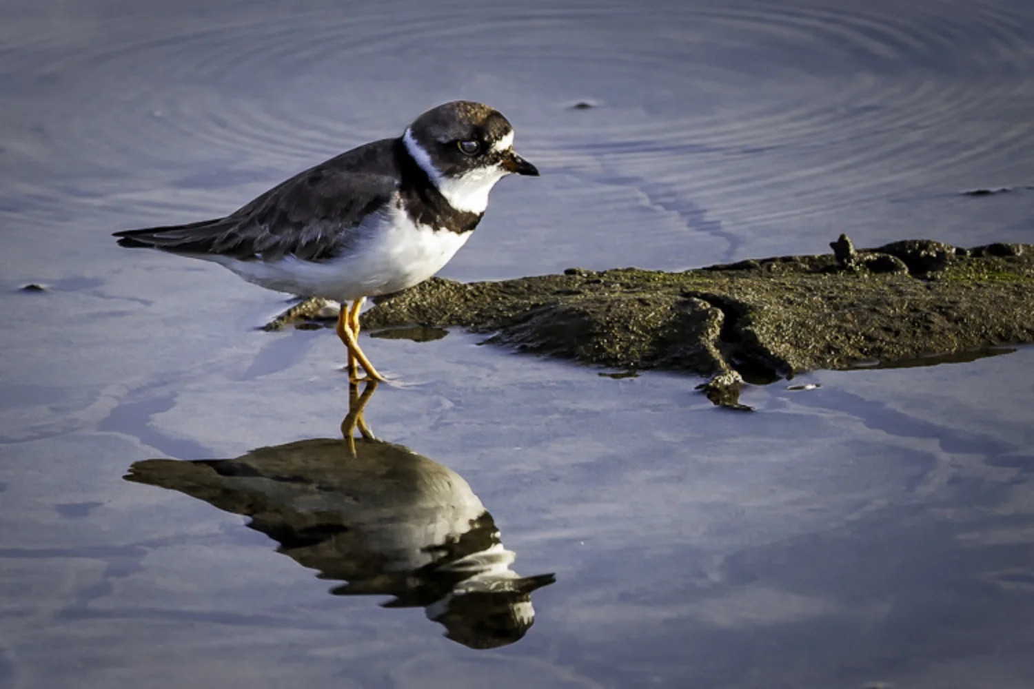 Semipalmated Plover