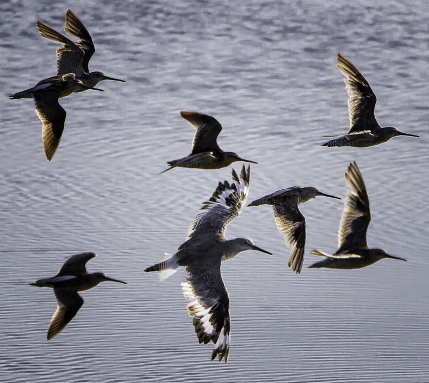 Birds