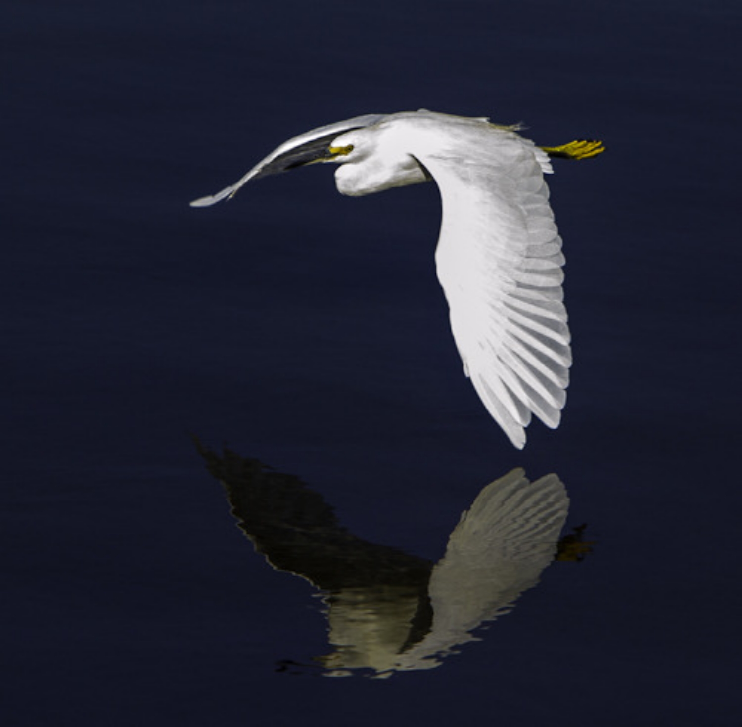 White Reflection