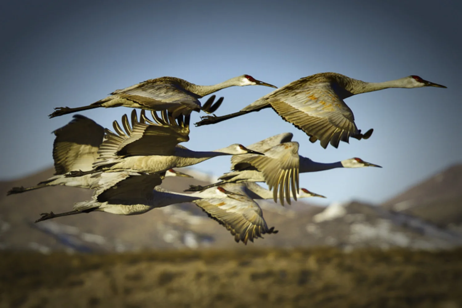 Majestic Flight II: Capturing Sandhill Cranes at Bosque del Apache