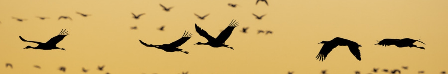 Thousand Cranes