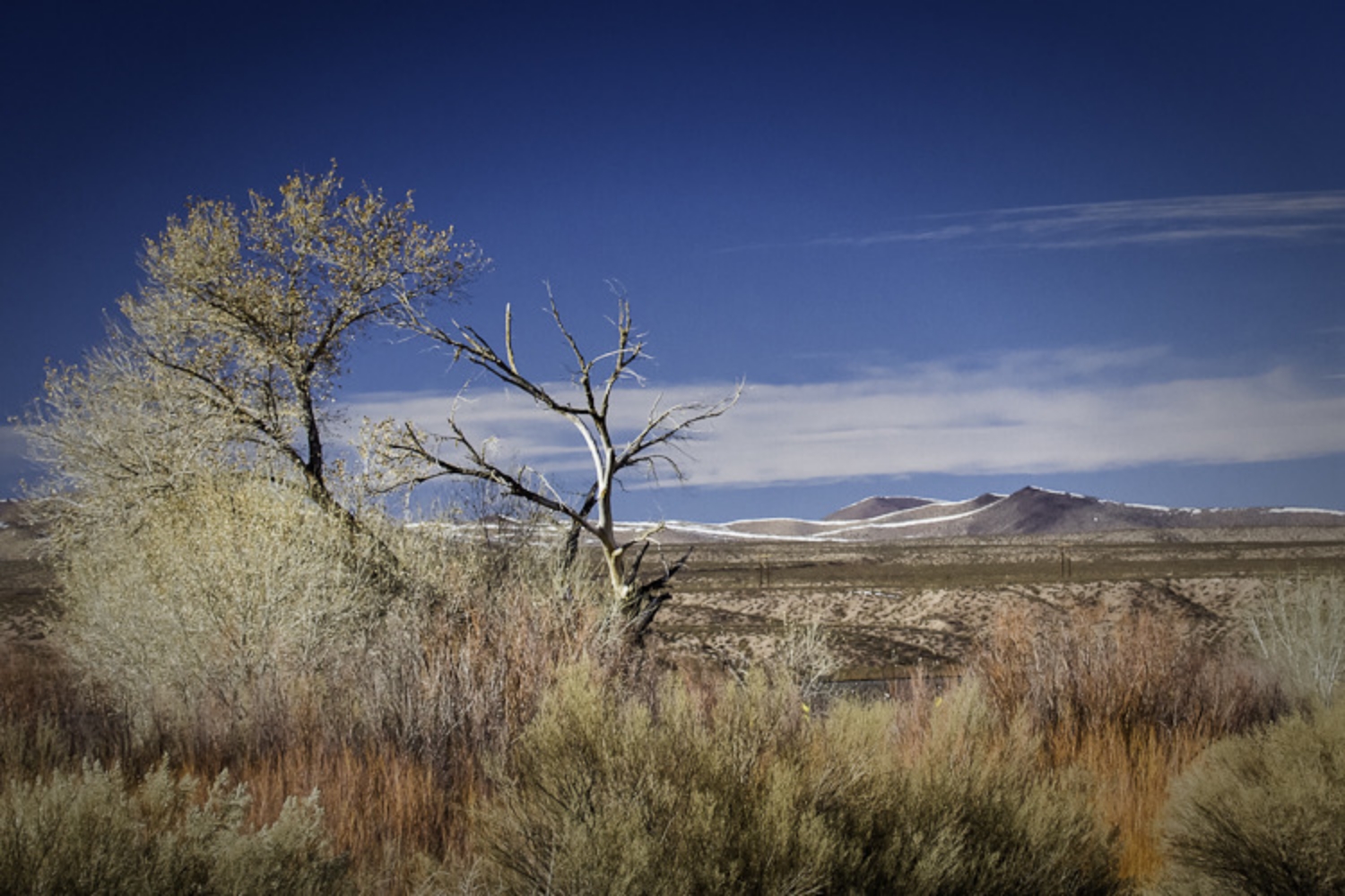 Desert Colors