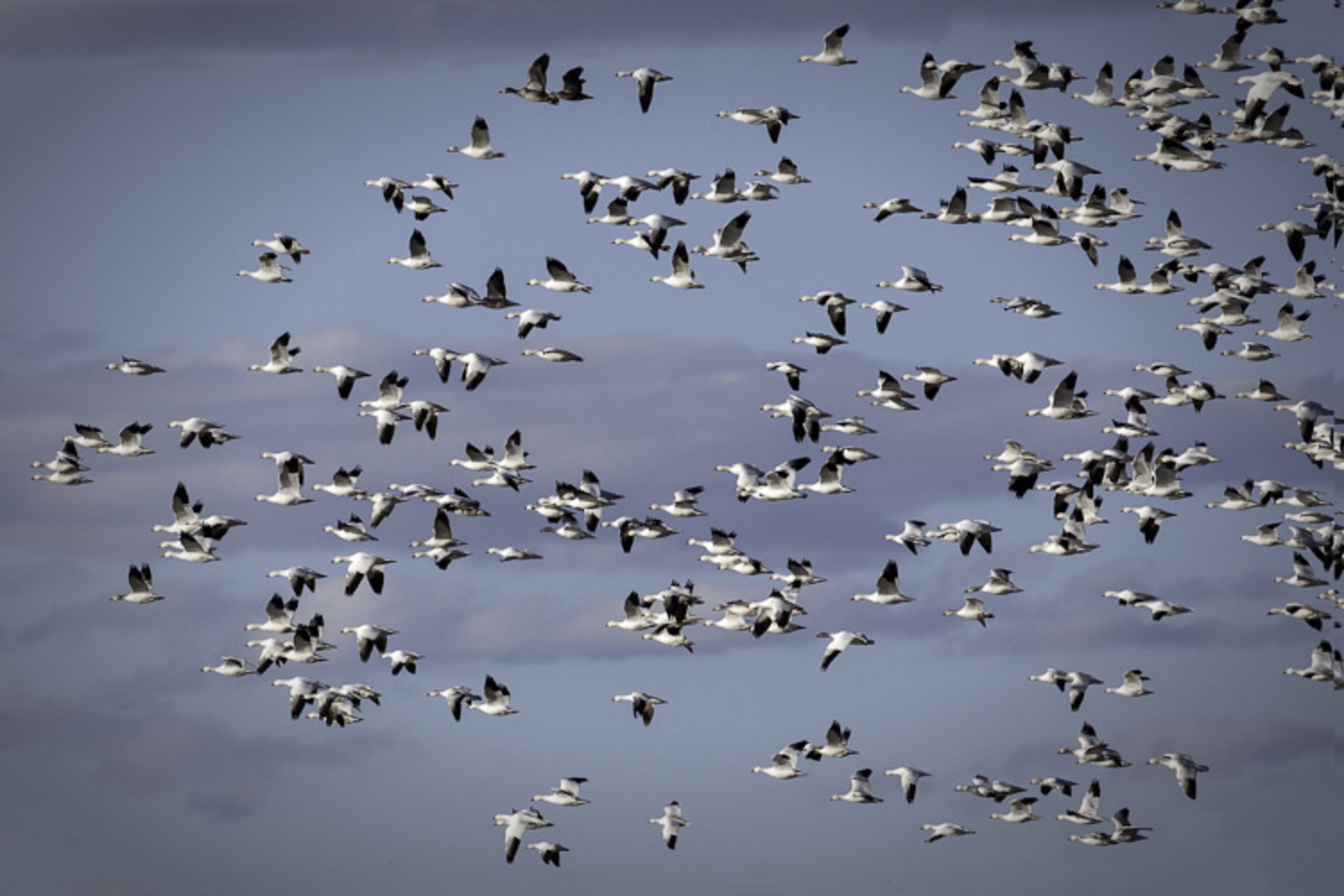 Roosting Time
