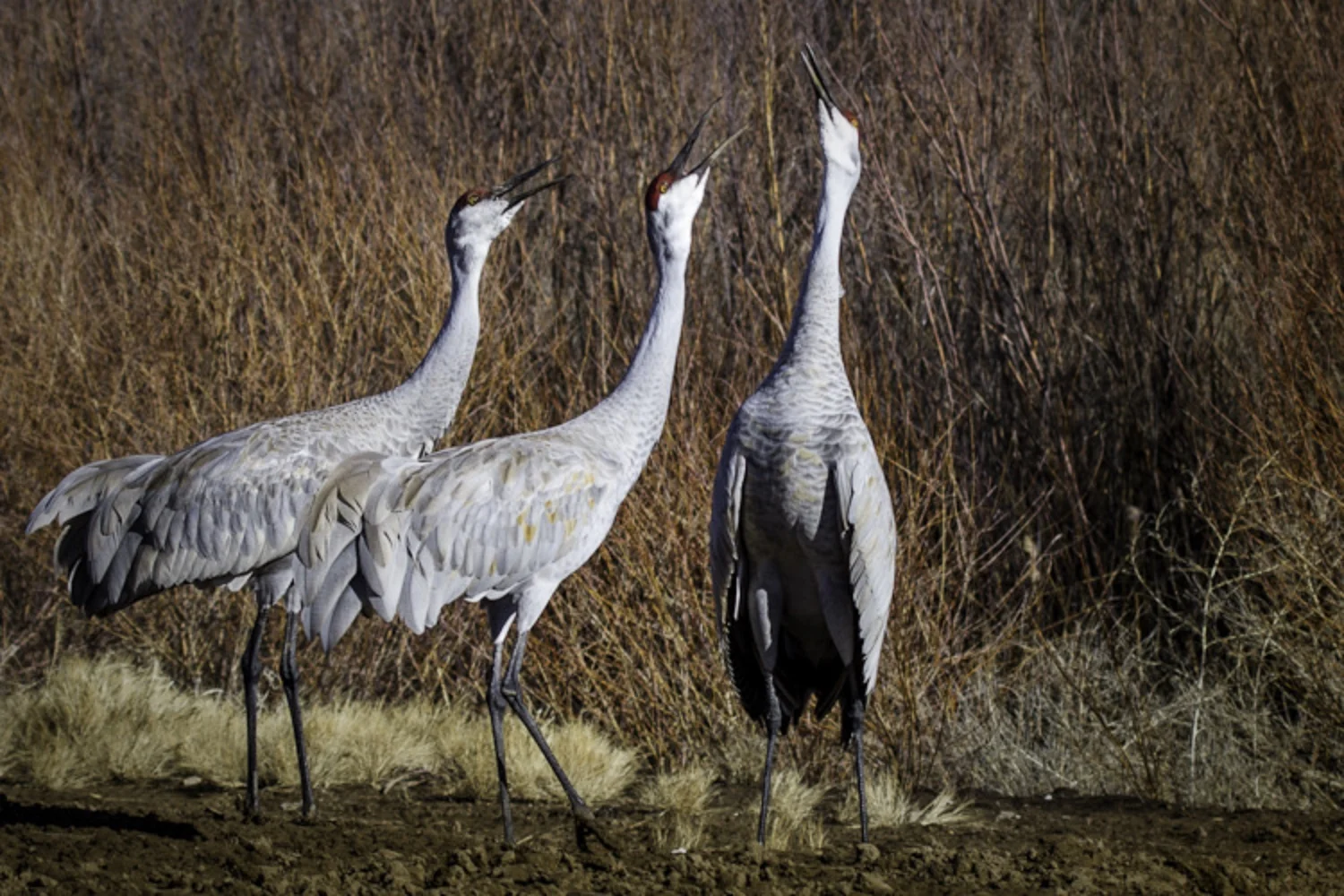  Courting Dance: Trio of Sandhill Cranes in a Mating Ritual at Bosque De Apache
