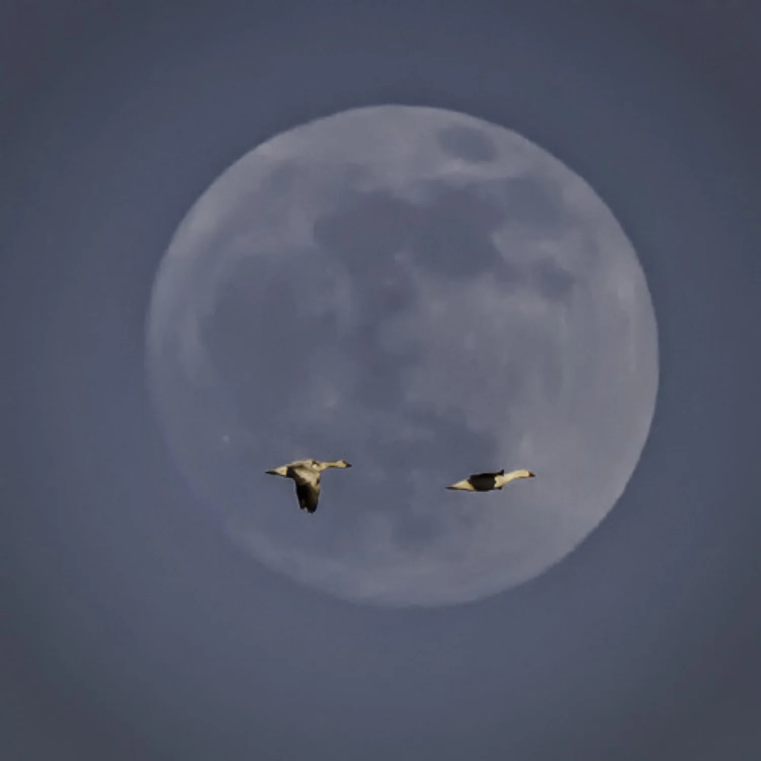 Geese in the Moon