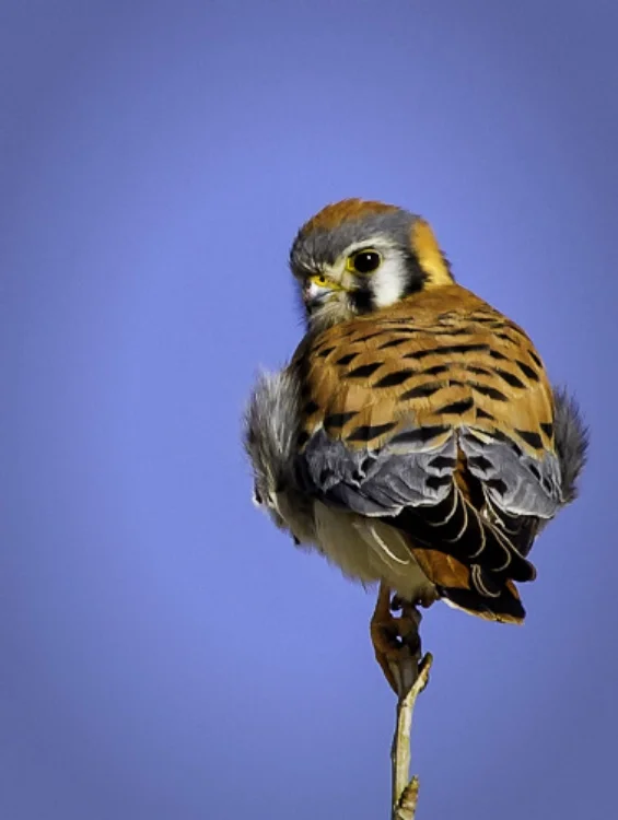 kestral perched