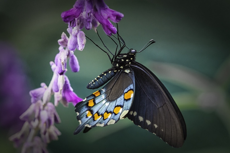 Deep Purple