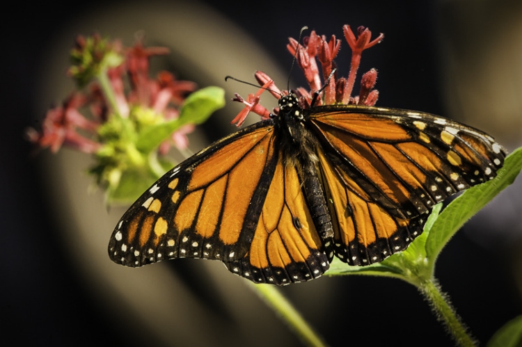 Monarch