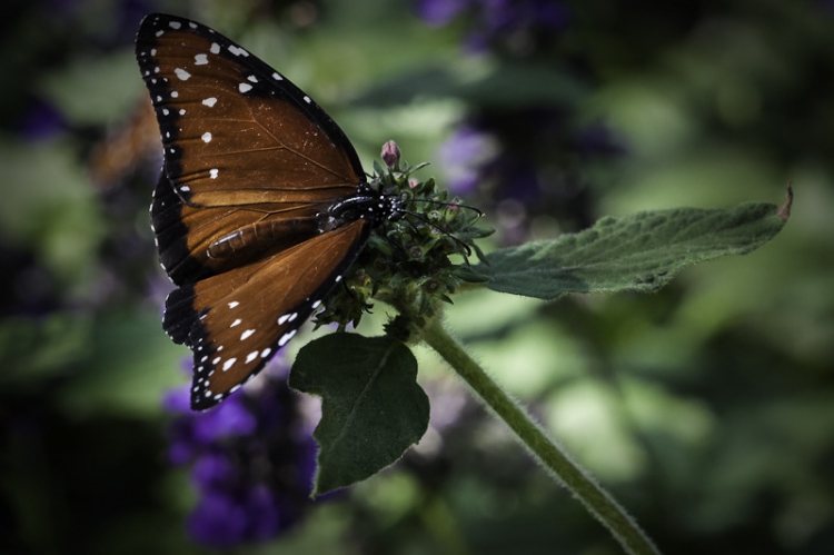Monarch