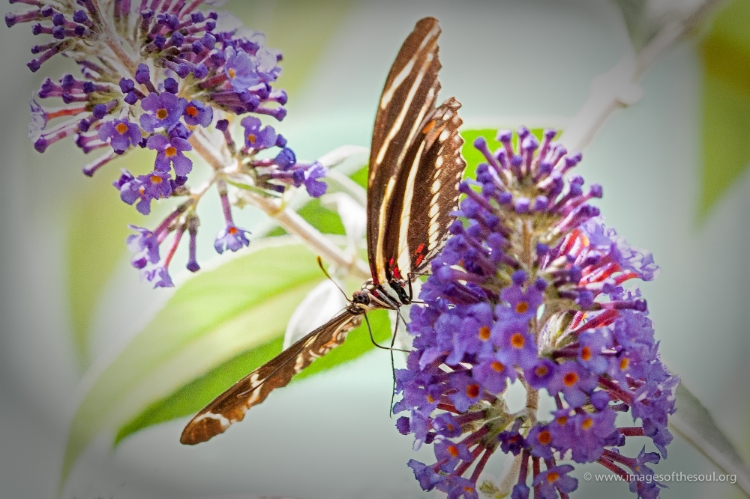 between purple