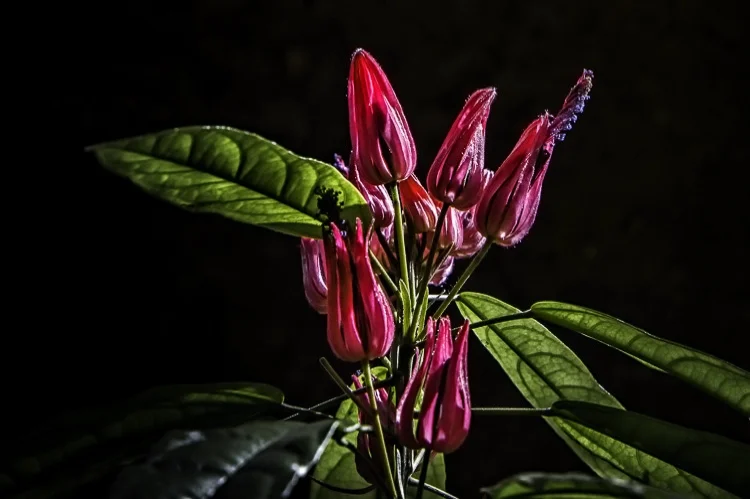 Red Flower