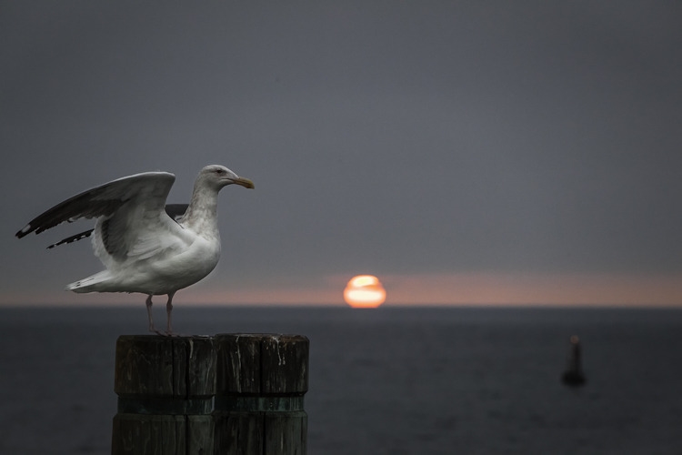 Gull Last Liight