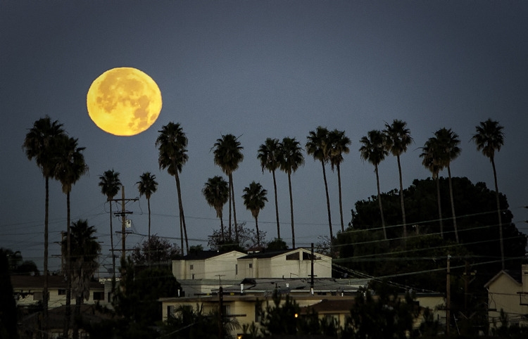 Moon, Palms and Wires