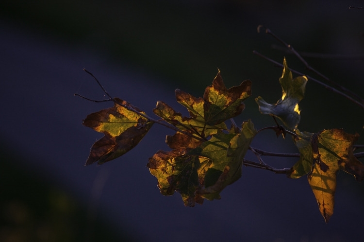 Golden Leaves