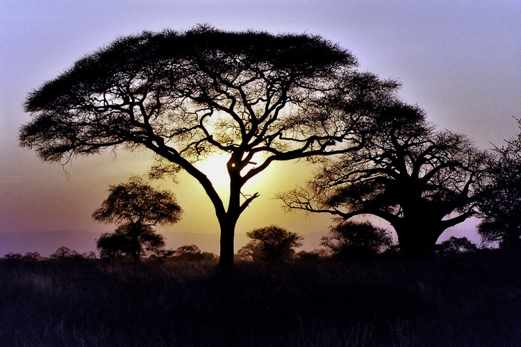 Serengeti Soul
