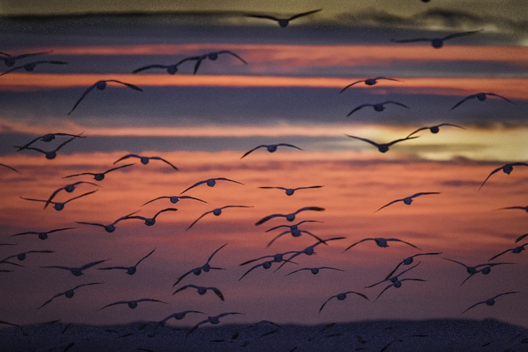 Silent Souls
