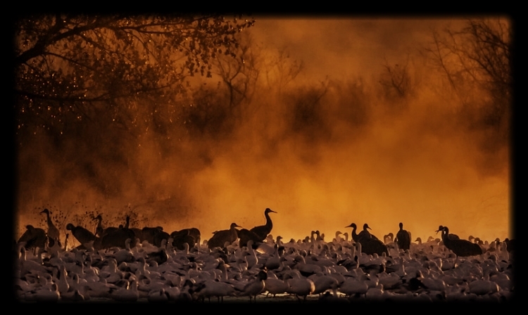Fire Mist III