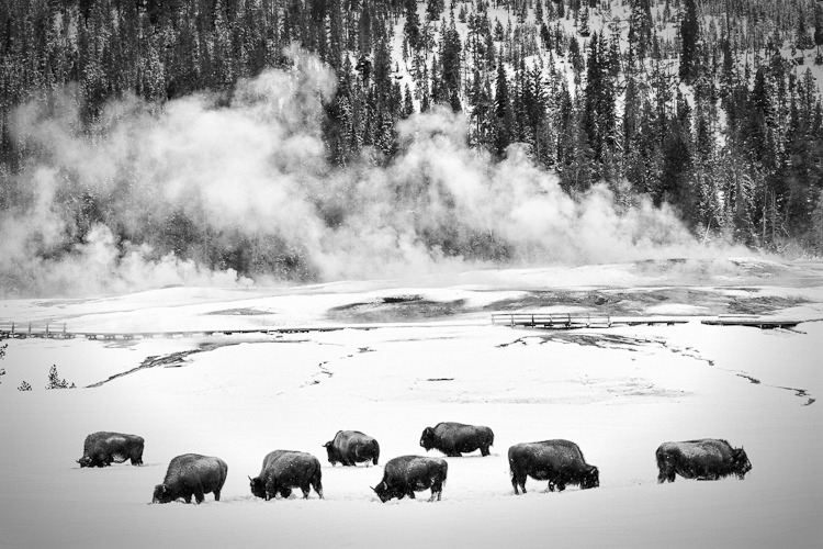 Bison Circle