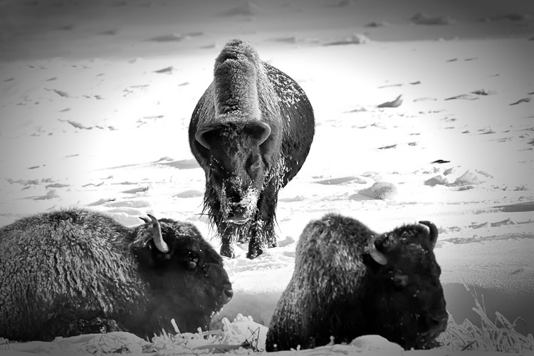 Alpha Bison