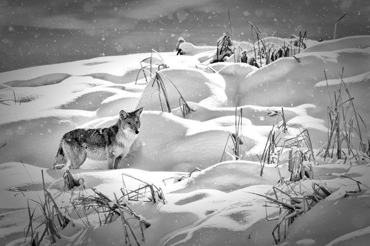 Coyote Searching
