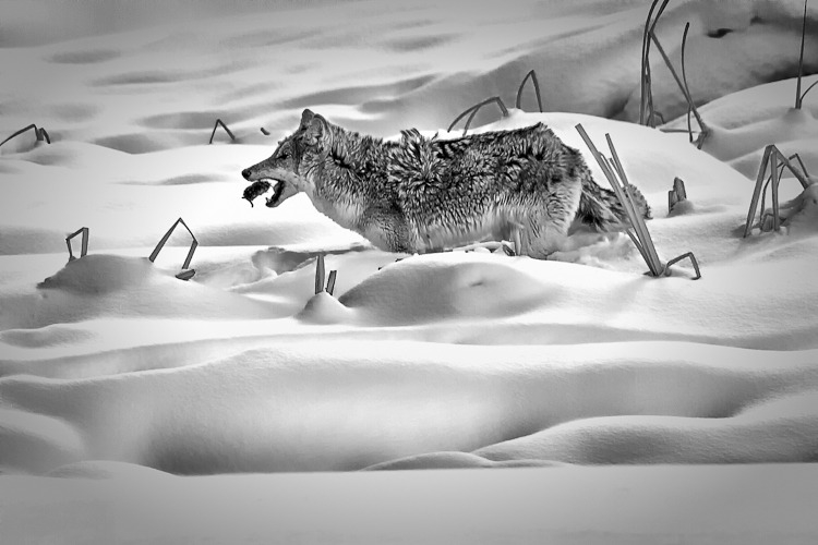 Coyote Lunch